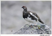 40. Ptarmigan